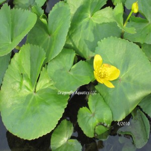 marsh-marigolds-in-my-pond2