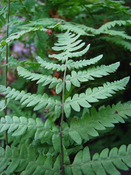 Marsh Fern - Dragonfly Aquatics